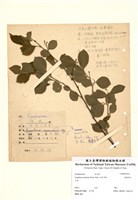 藏品(尾葉灰木)的圖片